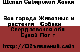 Щенки Сибирской Хаски - Все города Животные и растения » Собаки   . Свердловская обл.,Сухой Лог г.